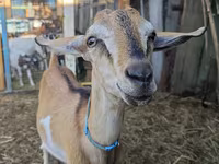Dê đực, Nubian Goat — ảnh 2