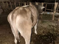 سانڈ, Swiss cattle — تصویر 4