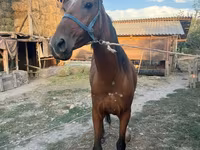 مادیان, Friesian sport horse — عکس 5