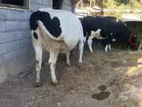 Koe, Holsteinras — foto 2
