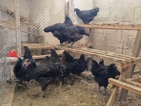 Brahma — foto 5