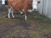ላም, Simmental cattle — ፎቶ 3