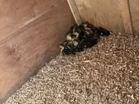 مسکوی خانگی — عکس 6