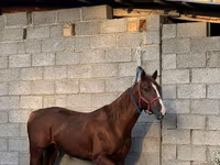 گھوڑا, Friesian sport horse — تصویر 1