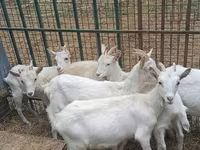 Capra, Saanen goat — foto 6