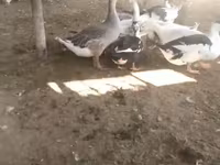 Ducks — عکس 3