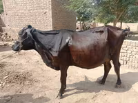 گائے, جرسی نسل — تصویر 4