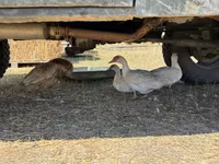 Ducks — φωτογραφία 2
