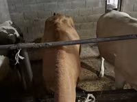 गाय, Simmental cattle — फ़ोटो 5