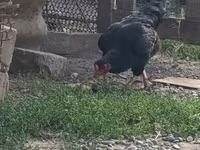 Chickens — 사진 3