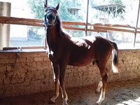 Hingst, Heste — foto 8