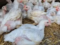 Chickens — foto 1