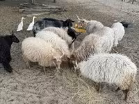 Kambing jantan, Racka sheep — foto 2