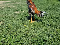 Chickens — عکس 3