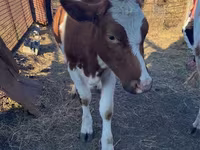Byk, Simmental cattle — zdjęcie 3