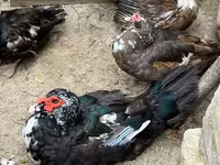 Ducks — عکس 3