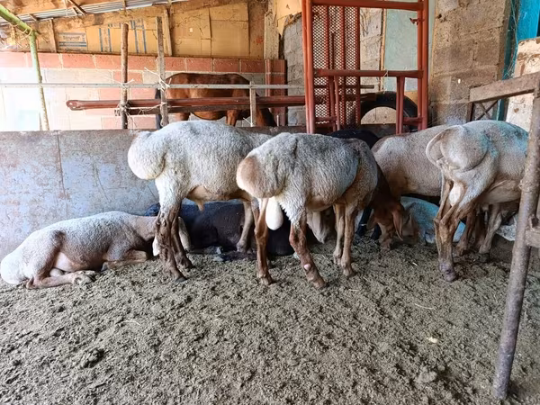 Sheep, Sheep — Kyrgyzstan