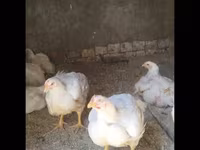 Chickens — foto 2