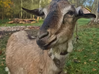 Koza, Alpine goat — foto 2