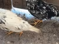 Chickens — 写真 3