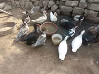 Ducks — عکس 3