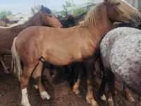 Konji (partija, pol nije naveden), Horse breed — fotografija 3