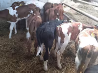 Býk, Simmental cattle — foto 1