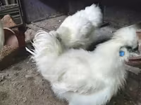 Silkie — photo 2