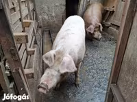 Scrofa, Дюрок — foto 4