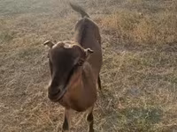 Ri’ dhaddig, Goats — sawirka 2