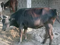 بقرة, Latvian Blue cattle — الصورة 2