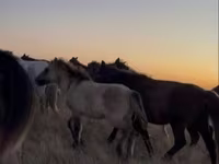 Cavallo, Kazakh horse — foto 3