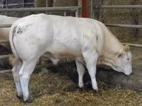 Býk, Blonde d’Aquitane cattle — foto 6