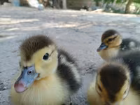 Ducks — zdjęcie 1