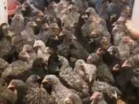 Chickens — լուսանկար 4