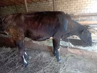 گاو ماده, گاو — عکس 3