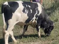 Lembu jantan, Russian Black pied cattle — foto 2
