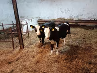 ላም, Russian Black pied cattle — ፎቶ 5