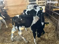 Byk, Russian Black pied cattle — zdjęcie 7