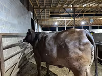 Ko, Brahman — foto 6