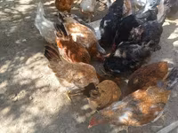 Chickens — عکس 4