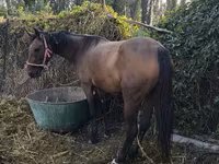 Klisna, Thoroughbred horse — foto 1