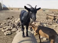 بز ماده, بز — عکس 2