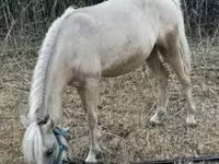 Faras, Horses — sawirka 2