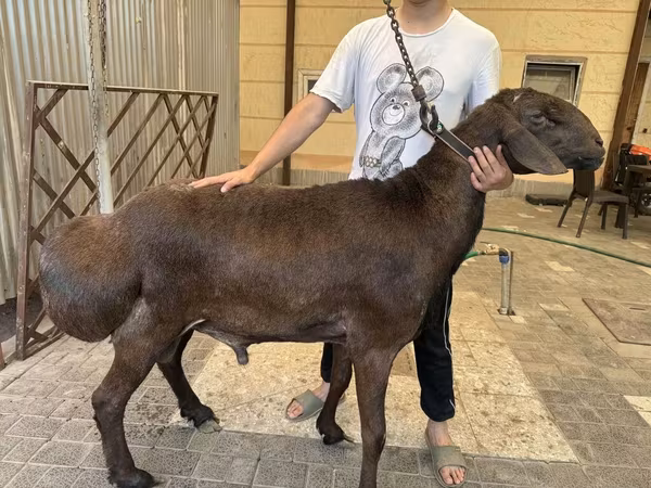 公羊, Hissar sheep