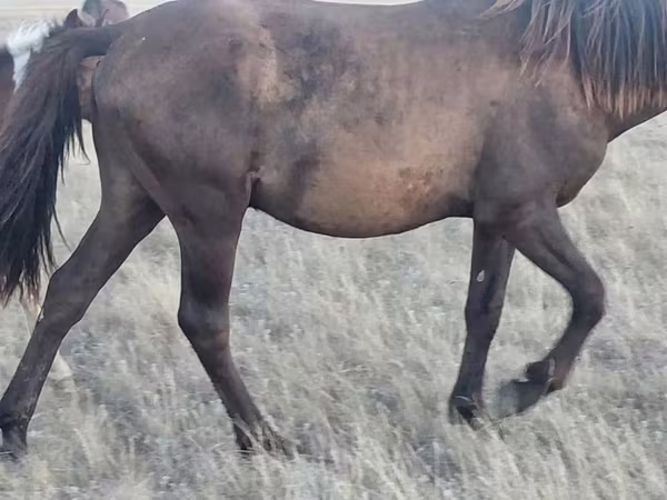 Hingst, Horse breed