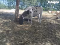 Tyre, Russian Black pied cattle — foto 5