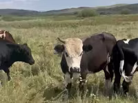گاو نر, Swiss cattle — عکس 6