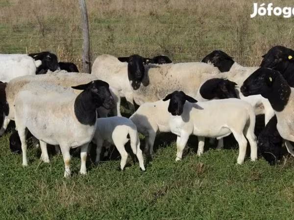 양(암수 미지정, 묶음), Dorper sheep