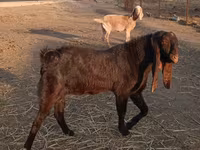 숫염소, Kamori goats — 사진 3